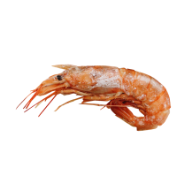 蝦子